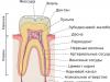 Struktura ludzkiego zęba: schemat