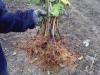 Чорна малина кумберленд: секрети вирощування