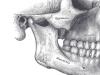 Anatomía de la estructura de la mandíbula humana.