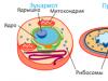 Siapakah eukariota dan prokariot: ciri perbandingan sel-sel kerajaan yang berbeza