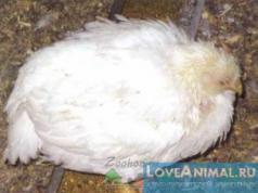 التهاب الحنجرة والرغامى في الدجاج: هل يمكن علاج المرض في المنزل؟