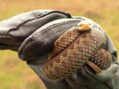 Indīgas čūskas kodumi Cik dienas nepieciešams, lai ārstētu indīgas čūskas kodumu?