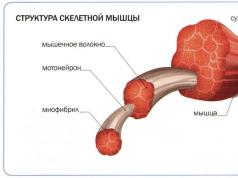 Лікування з фонуванням: Вітафон – інструкція із застосування Вітафон паспорт та інструкція із застосування