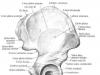Iegurņa kauli, detalizēta iegurņa anatomija tiešsaistē