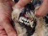 Qué hacer cuando los dientes de los perros se aflojan y se caen