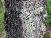 Peranan lichen dalam alam semula jadi dan kepentingan ekonominya. Apakah bahan berfaedah yang membuat lichen