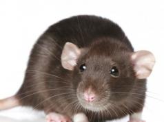 Compatibilidad de Rata y Cerdo (Jabalí): la insoportable ligereza de ser Libra Compatibilidad entre Cerdo y Rata
