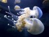 Та яагаад далайд медузыг мөрөөддөг вэ: тайлбар