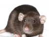 Zgodność Szczura i Świni (Dzika) - nieznośna lekkość bycia kompatybilnością Wagi Świni i Szczura