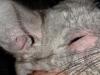 What to do if the chinchilla has stopped eating or drinking, has become lethargic and constantly sleeps