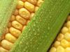Jak i jak długo gotować kolbę kukurydzy w rondlu?