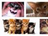 دندان های شیری در گربه ها: سن از دست دادن، علائم و نکات مفید دندان های گربه خارش دارند چه باید کرد