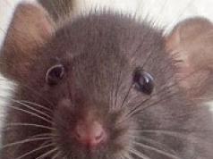 چرا رویای پرت کردن موش ها را می بینید؟