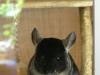 What do chinchillas get sick with? Chinchillas have a white coating on their paws.
