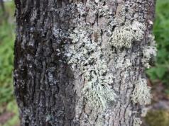 Peranan lichen dalam alam semula jadi dan kepentingan ekonominya. Apakah bahan berfaedah yang membuat lichen