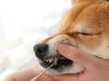 How is teeth cleaning done with ultrasound for a dog without anesthesia