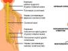 رادیکولیت نواحی گردنی، قفسه سینه، خاجی و کمری