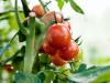 When to spray tomatoes from phytophthora