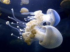 Та яагаад далайд медузыг мөрөөддөг вэ: тайлбар