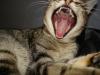 یک گربه چند دندان دارد: دندان آسیاب و شیری در گربه
